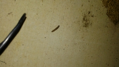 Litoprosopus futilis