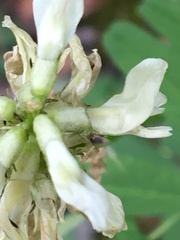 Astragalus williamsii