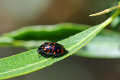 Chrysomela aeneicollis