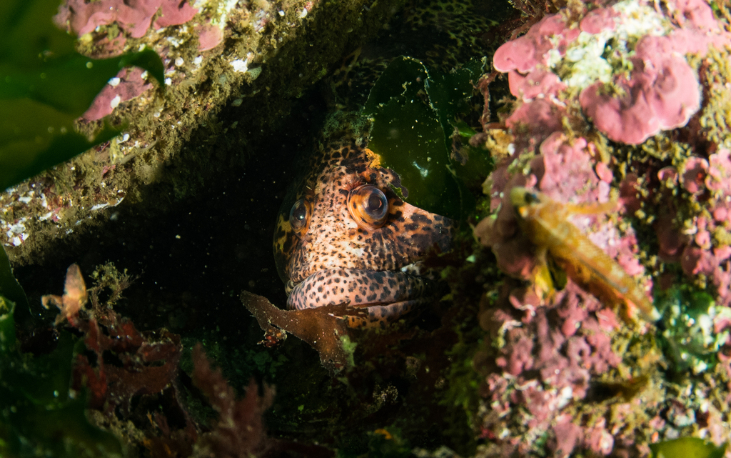Spotted klipfish (Auchenionchus variolosus) — Labrisomidae