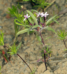 Collomia tinctoria