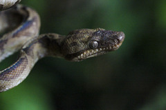 Corallus annulatus