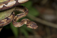 Corallus annulatus