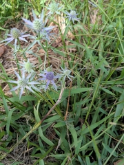 Eryngium hookeri