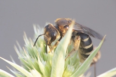 Halictus patellatus