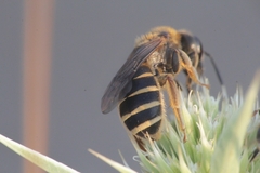 Halictus patellatus