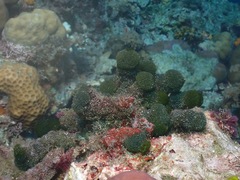 Tydemania expeditionis