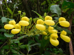 Calceolaria crenata