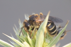 Halictus patellatus