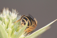 Halictus patellatus