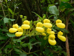 Calceolaria crenata