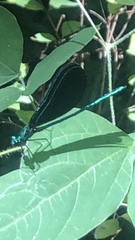 Calopteryx maculata