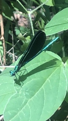 Calopteryx maculata