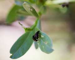 Chrysomela aeneicollis