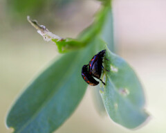 Chrysomela aeneicollis