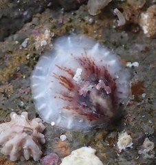 Crepipatella lingulata