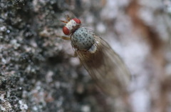 Pseudolyciella