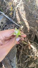 Orthocarpus cuspidatus