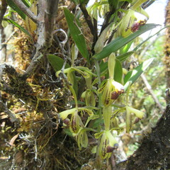 Epidendrum erosum