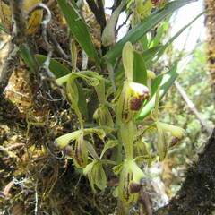 Epidendrum erosum