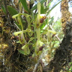 Epidendrum erosum