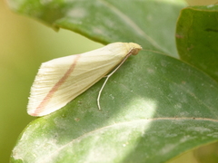 Rhodometra sacraria