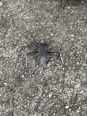 Acanthocephala declivis