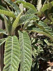 Eriobotrya japonica