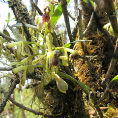 Epidendrum erosum