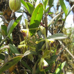 Epidendrum erosum