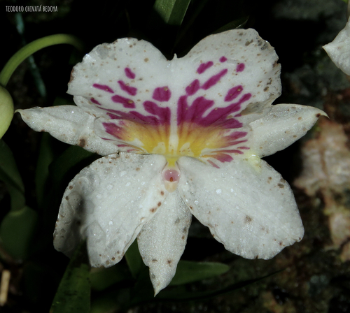 Foto de Orquídea Amor-perfeito