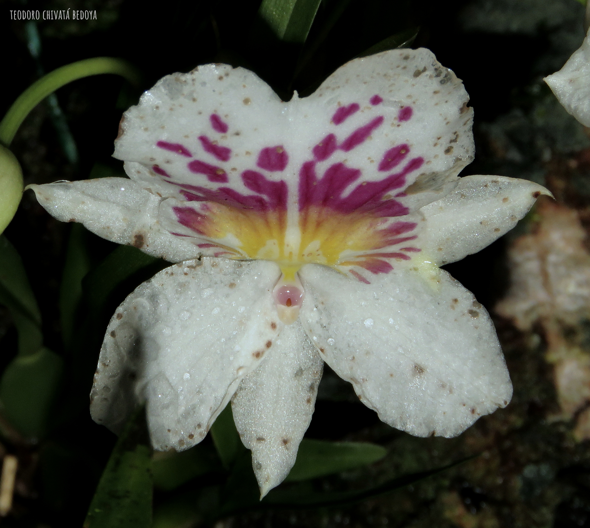 Imagem de Orquídea Amor-perfeito