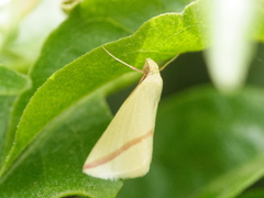 Rhodometra sacraria