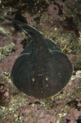 Discopyge tschudii