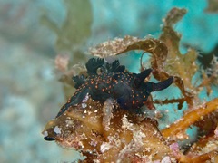 Nembrotha yonowae