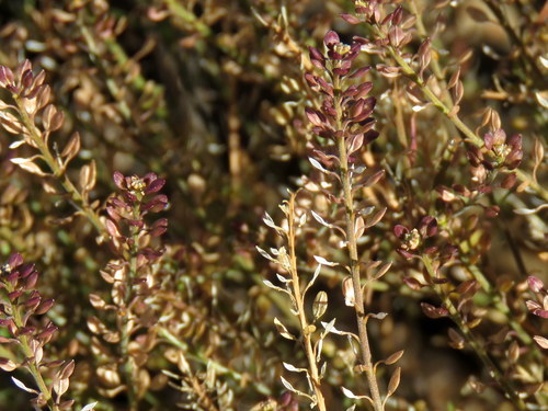 Schinz's Pepperwort (Lepidium schinzii)