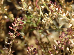 Lepidium schinzii