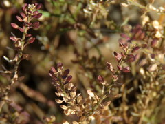Lepidium schinzii