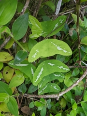 Passiflora colinvauxii