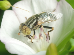 Eristalinus aeneus