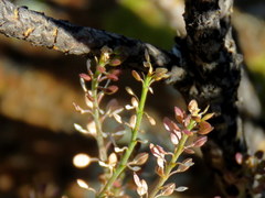 Lepidium schinzii