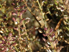 Lepidium schinzii