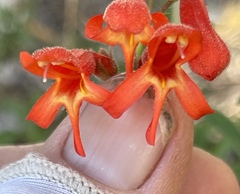 Penstemon rostriflorus