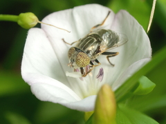 Eristalinus aeneus