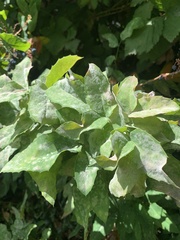Erysiphe berberidis