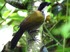 Arremon atricapillus