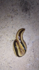 Australopacifica regina