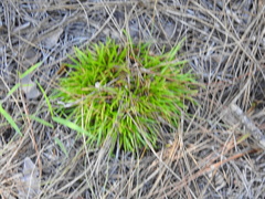 Lachnocaulon