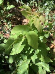 Erysiphe berberidis