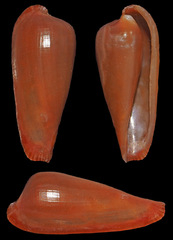 Archivolva clava